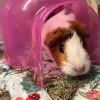 Rescue Guinea Pig Guinea Pigs for Adoption in Dover, New Hampshire - Bolitocha | PetCurious
